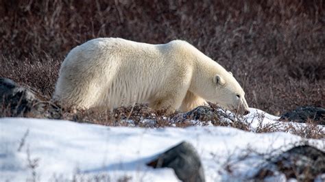 Philippe Jeanty Canada Polar Bear Environment