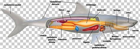 Cartilaginous Fish Diagram