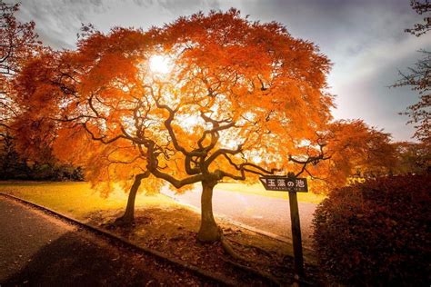 Autumn Photo By Danilo Dungo — National Geographic Your Shot Fall