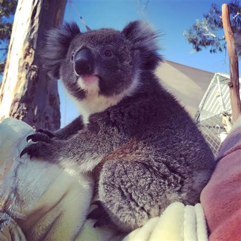 Adelaide Koala Rescue On Instagram On Nice Days Like Today The Koala