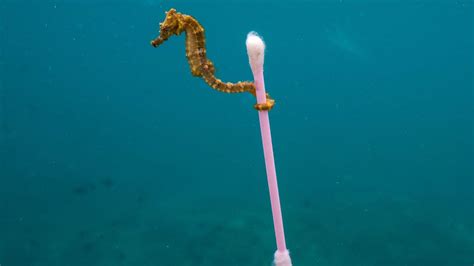 Plastic Pollution Has An Impact On Marine Life Across The Ocean