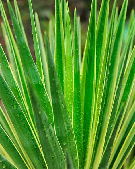 Sisal Plant Stock Photos Pictures And Royalty Free Images Istock