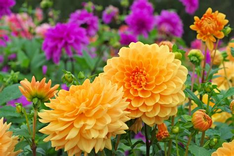 Garden Pictures Of Flowering Plants How To Design A Beautiful Flower