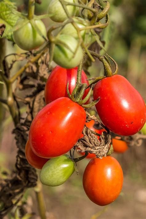 Bei den tomaten sind es nicht mehr als 3 pflanzen pro. Avocados und Tomaten selbst züchten | NDR.de - Ratgeber ...