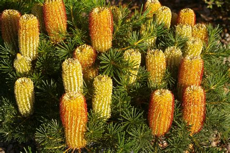 Planning your garden to include winter flowering australian native plants is a wonderful thing, as they perform two important functions. Ode to Banksia Floribunda