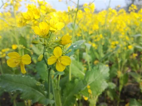 Mustard Flower Name Of This In Our Country Oc 4160x3120 Flowers