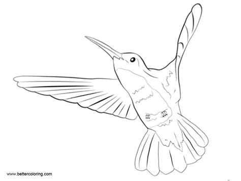 Maybe you would like to learn more about one of these? Hummingbird Coloirng Pages Line Drawing - Free Printable ...