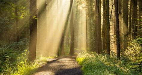 Beautiful Rays Of Light In Forest Stock Photo Image Of Magic Forest