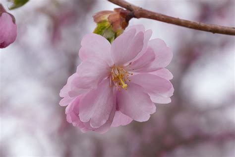 Cherry Blossoms Kirsebær Blomst · Gratis Foto På Pixabay
