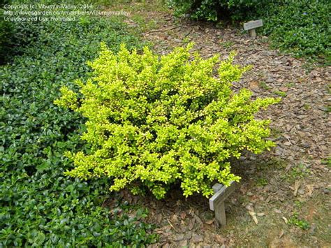 Holly drops of gold japanese. PlantFiles Pictures: Japanese Holly, Boxleaf Holly, Box-leaved Holly 'Drops of Gold' (Ilex ...