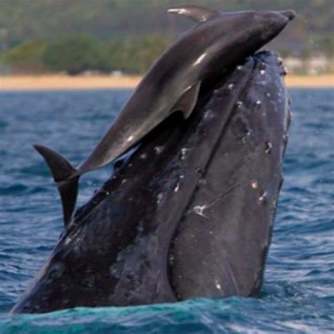 Dolphin And Humpback Whale Playing Together Visit Facebook Animals