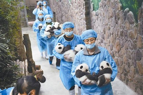 Chengdu Research Base Of Giant Panda Breeding Or Simply Chengdu Panda