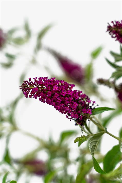 Miss Molly Butterfly Bush For Sale Online The Tree Center