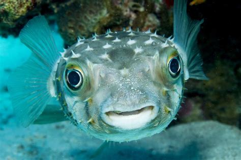Facts About Blowfish Cuteness