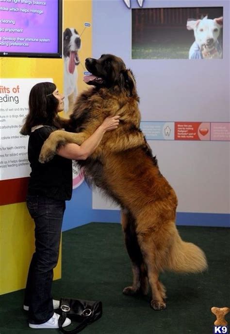 Leonberger Dogs Pinterest