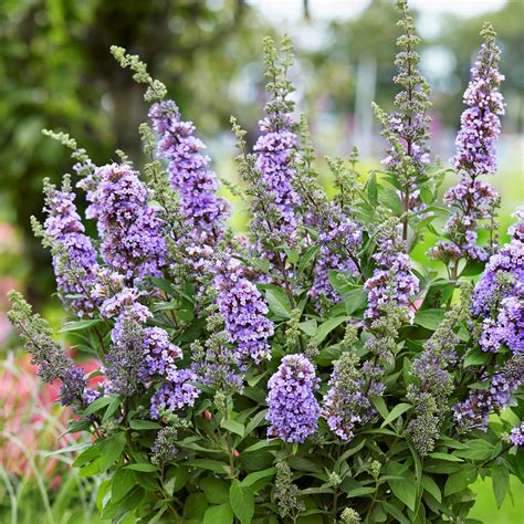 Butterfly Bush Plant For Sale Buddleia High Five