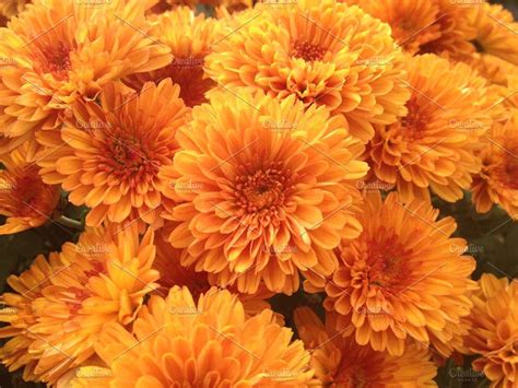 orange chrysanthemums nature photography chrysanthemum landscaping images