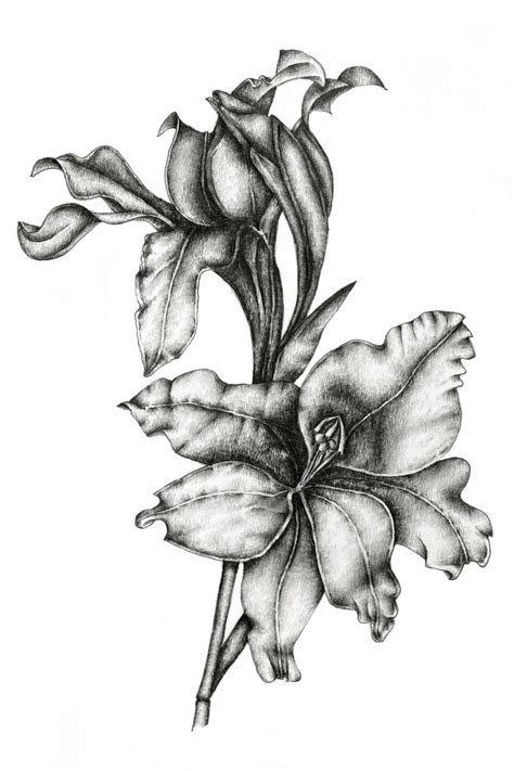 Choose from 170000+ flower gladiolus graphic resources and download in the form of png, eps, ai or psd. Gladiolus Drawing by Irina Laskin | Artmajeur