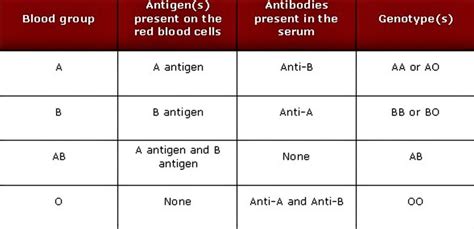 Human Blood Types Explained How Do Blood Types Work And Blood Types