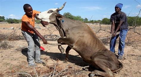 Angola Seca E Fome No Sul De Angola “ganham Proporções Alarmantes” Diz Ong