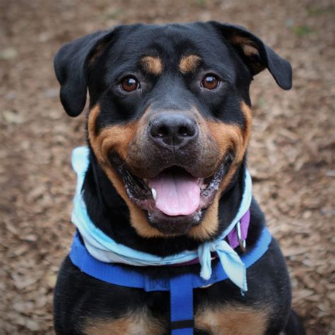 Maybe you would like to learn more about one of these? Kitsap Humane Society | Pet of the Week - Henry