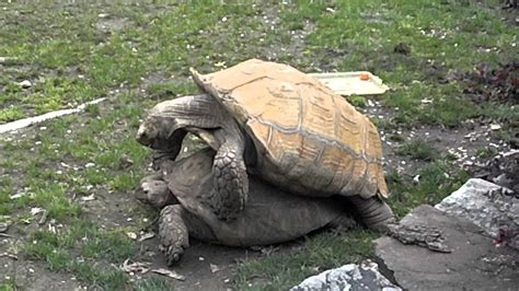Turtles Having Sex At Zoo Youtube