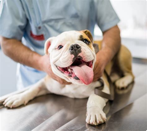 Spay/Neuter Surgery – Central California SPCA, Fresno, CA