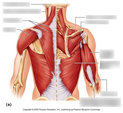 Anatomy Of Back Muscles Diagram Quizlet