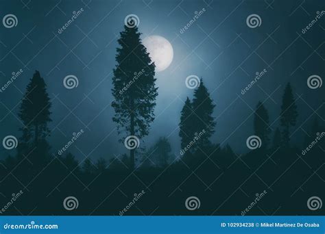 Luna Piena Sulla Foresta Spettrale Scura Alla Notte Fotografia Stock