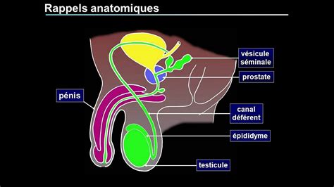 La Prostate Anatomie Et Fonction Youtube