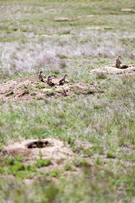 A Prairie Dog Colony In Eastern Colorado Stock Image Image Of Eastern