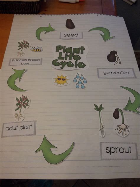 Plant Life Cycle Science Anchor Charts Plant Science