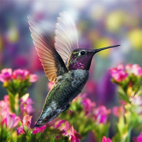 1983 Best Hummingbirds Images On Pinterest Beautiful Birds Pretty