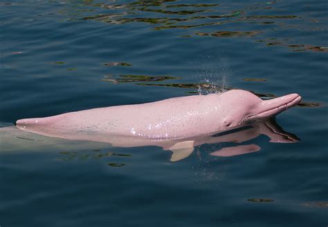 Why Is The Pink Dolphin Pink Wonderopolis