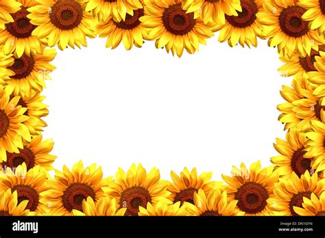 Sunflower Border Hi Res Stock Photography And Images Alamy