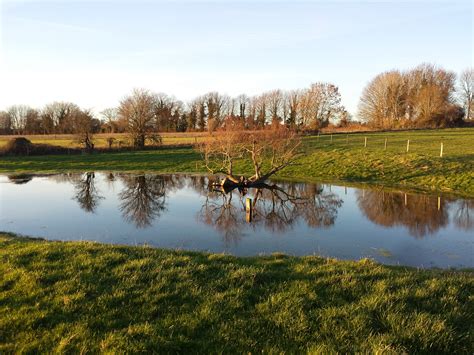 Free Images Landscape Tree Water Nature Grass Marsh Swamp Sky