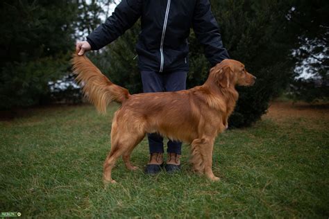 We raise dark red golden retriever in our home! Stud Dog - AKC RED GOLDEN RETRIEVER STUD - Breed Your Dog