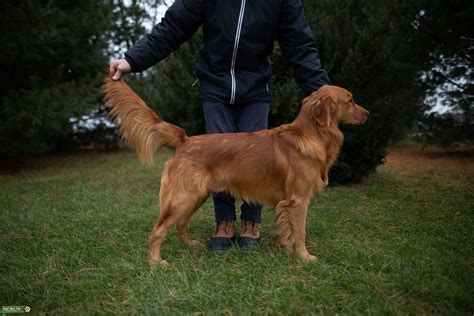 Dark red akc registered golden retriever puppies born february 11! Stud Dog - AKC RED GOLDEN RETRIEVER STUD - Breed Your Dog