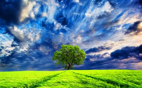 Trees Sky Clouds Wallpapers Hd Desktop And Mobile Backgrounds