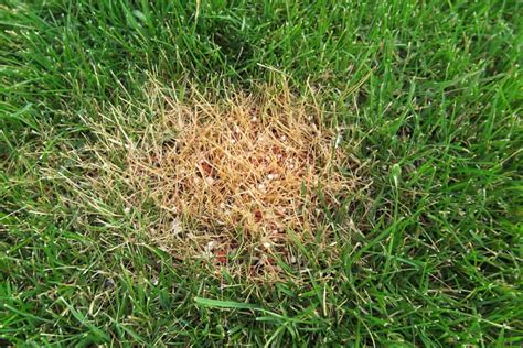 How To Treat Burnt Grass From Fertilizer Obsessed Lawn