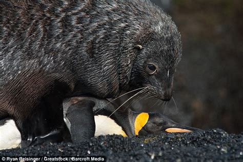 Seals Having Sex With Penguins On Marion Island Daily Mail Online