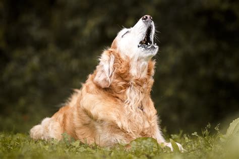 How to stop your dog howling | James Wellbeloved