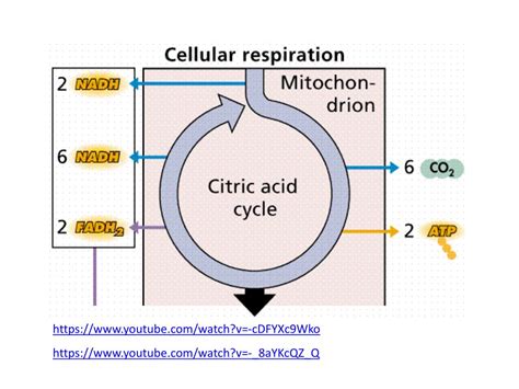 Ppt Chapter 8 Section 3 Cellular Respiration Powerpoint