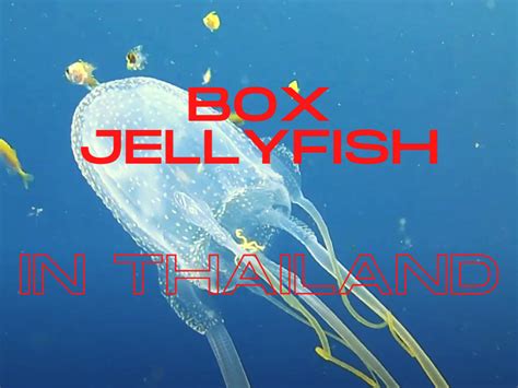 Box Jellyfish In Thailand What Are The Dangers A Guide For Tourists