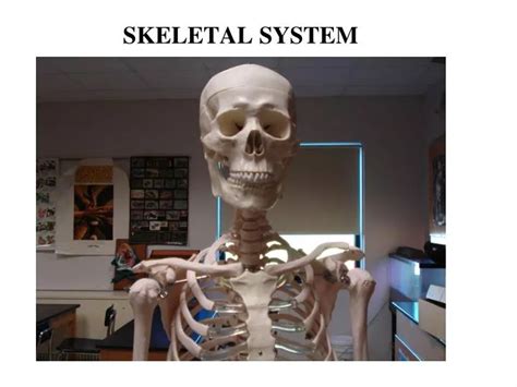 Ppt Skeletal System Powerpoint Presentation Free Download Id2081030