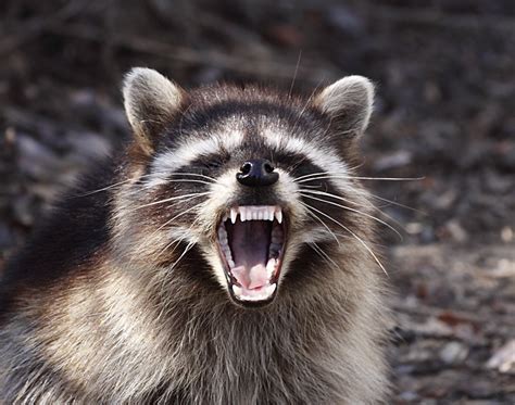 Fileyawning Raccoon Wikimedia Commons