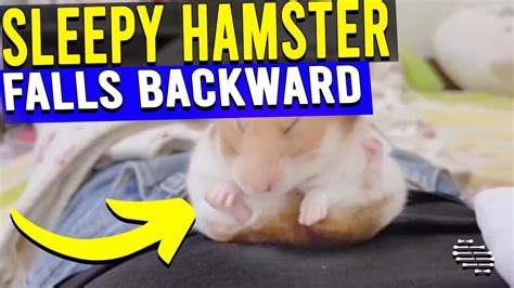 Sleepy Hamster Falls Backward As Owner Laugh Then Gets Some Rubs Youtube