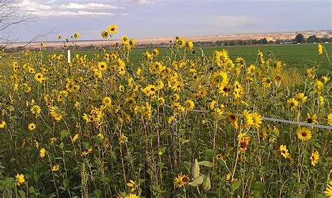 Wyoming Wild Sunflowers Wild Sunflower Sunflower Outdoor