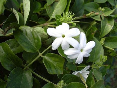 Piante tappezzanti fiori sempreverde giardino coltivare piante da ombra. Gelsomino bianco - Rampicanti - Gelsomino bianco ...