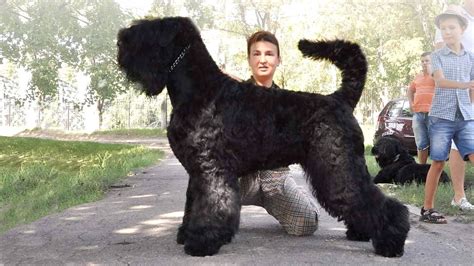 10 Most Unknown Russian Dog Breeds